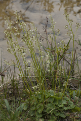 Micranthes nelsoniana aestivalis
