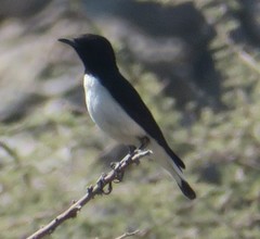 Oenanthe albonigra