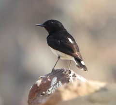 Oenanthe albonigra
