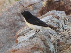 Oenanthe albonigra