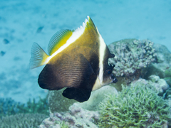 Horned Bullfish photo 2