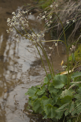 Micranthes nelsoniana aestivalis