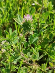 Trifolium squamosum