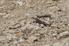 Morethia adelaidensis