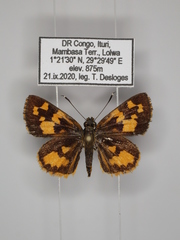 Pardaleodes incerta incerta