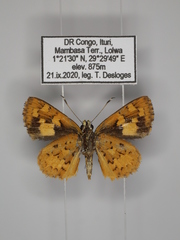 Pardaleodes incerta incerta