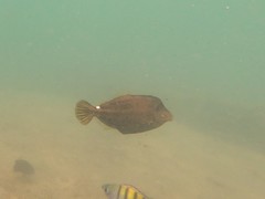 Cantherhines pullus