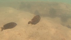 Cantherhines pullus