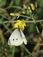 Pieris rapae