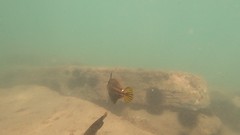 Cantherhines pullus