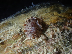 Aphelodoris gigas