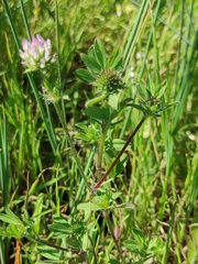 Trifolium squamosum