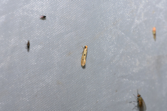 Tinea trinotella