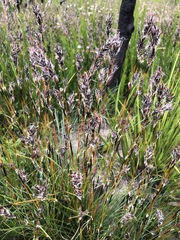 Schoenus villosus