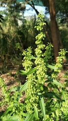 Rumex japonicus