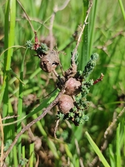 Aceria caulobia