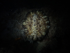 Carminodoris