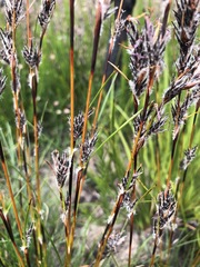 Schoenus villosus