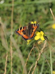 Aglais urticae