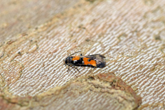 Chrysoclista lathamella