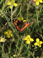 Aglais urticae