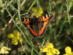 Aglais urticae