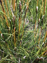Schoenus villosus