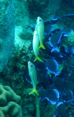 Mulloidichthys martinicus