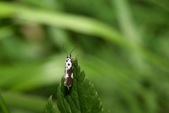 Ethmia quadrillella