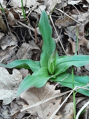 Himantoglossum robertianum