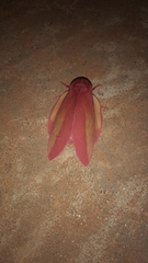 Psilopygida walkeri