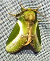 Disphragis splendens