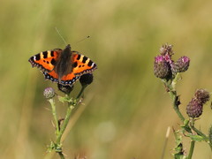 Aglais urticae