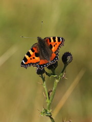 Aglais urticae