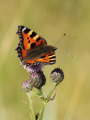 Aglais urticae
