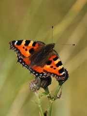 Aglais urticae
