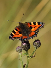 Aglais urticae