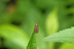 Hypatopa inunctella