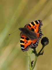 Aglais urticae