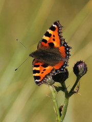 Aglais urticae