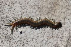Scolopendra cingulata