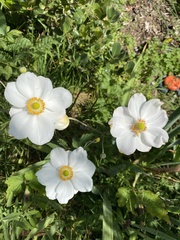 Eriocapitella × hybrida