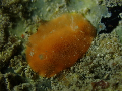 Doriopsilla carneola