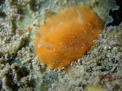 Doriopsilla carneola