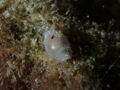 Atys semistriatus