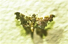 Diasemiodes