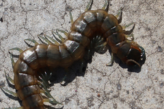 Scolopendra cingulata
