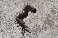 Scolopendra cingulata