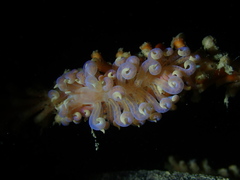Phyllodesmium poindimiei