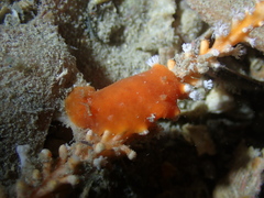 Doriopsilla carneola